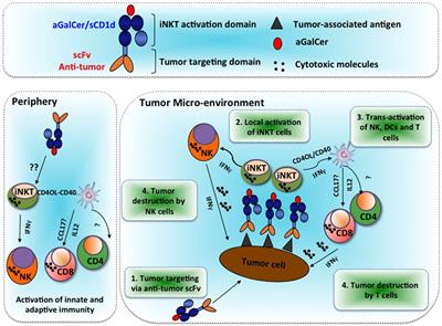 Alpha-Galactosylceramide/CD1d-Antibody Fusion Proteins Redirect Invariant Natural Killer T Cell Immunity to Solid Tumors and Promote Prolonged Therapeutic Responses